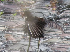Gallinula galeata