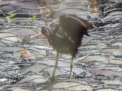 Gallinula galeata
