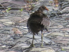 Gallinula galeata
