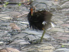 Gallinula galeata