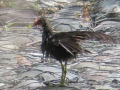 Gallinula galeata