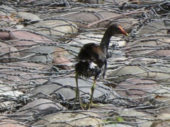 Gallinula galeata