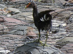 Gallinula galeata