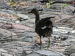 Gallinula galeata