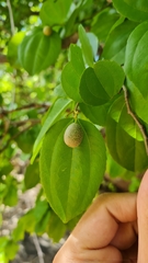 Sarcomphalus joazeiro