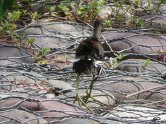 Gallinula galeata