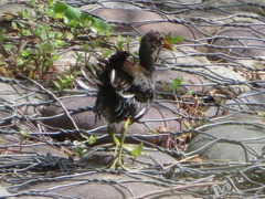 Gallinula galeata