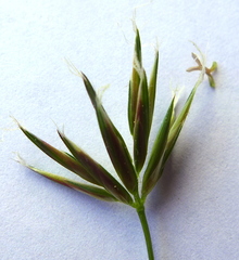 Festuca bromoides