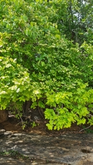 Sarcomphalus joazeiro