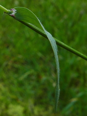 Festuca bromoides
