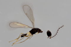 Diparidae