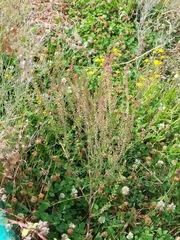 Lepidium bonariense