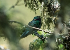 Colibri serrirostris
