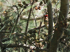 Carduelis carduelis