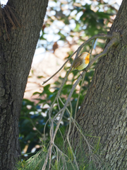 Erithacus rubecula
