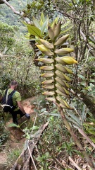 Vriesea platynema variegata