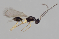 Diparidae