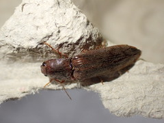Stenagostus rhombeus