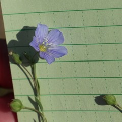 Linum pratense