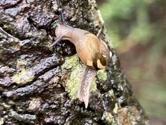 Helicarion mastersi