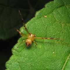 Thomisidae