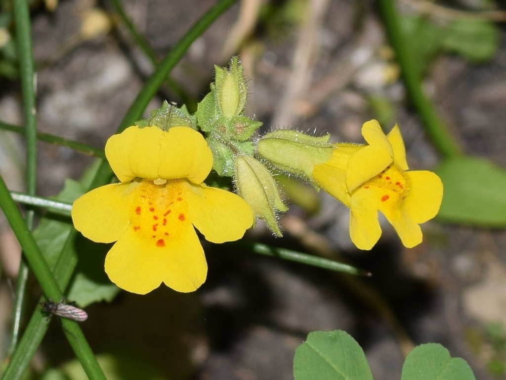 seep monkeyflowers