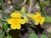 Seep Monkeyflowers - Photo (c) Anne Parsons, some rights reserved (CC BY-NC), uploaded by Anne Parsons