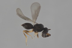 Ceraphronoidea