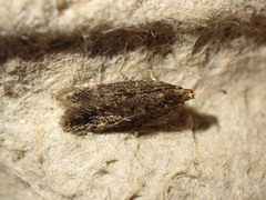 Bryotropha