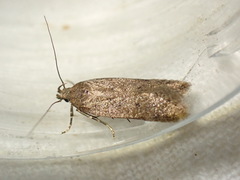 Bryotropha