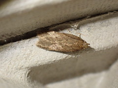 Bryotropha