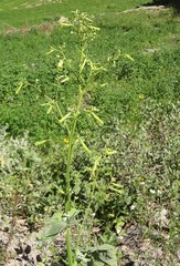 Nicotiana paniculata