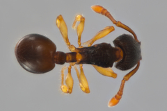 Myrmecina americana