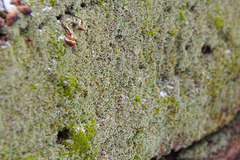 Cladonia parasitica