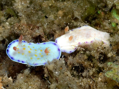 Goniobranchus aureopurpureus