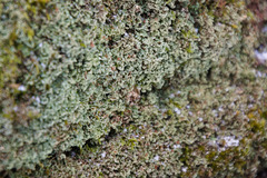 Cladonia parasitica