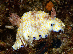 Goniobranchus aureopurpureus