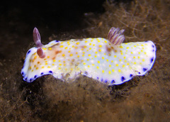 Goniobranchus aureopurpureus