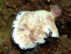 Goniobranchus aureopurpureus