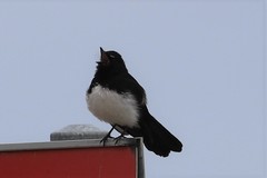 Rhipidura leucophrys leucophrys