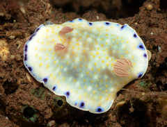 Goniobranchus aureopurpureus