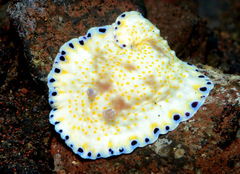Goniobranchus aureopurpureus