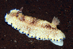 Goniobranchus aureopurpureus