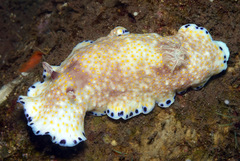 Goniobranchus aureopurpureus