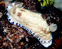 Goniobranchus aureopurpureus