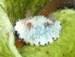 Goniobranchus aureopurpureus