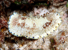 Goniobranchus aureopurpureus