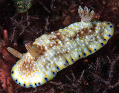 Goniobranchus aureopurpureus