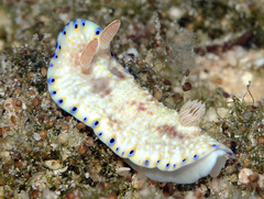 Goniobranchus aureopurpureus