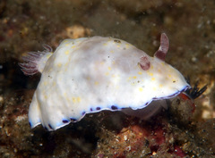 Goniobranchus aureopurpureus